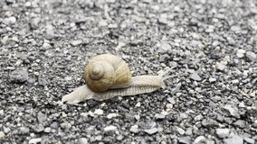 A giant slug crawls along on the stones close-up - Powered by Shutterstock - Get 15% off with code: PIKWIZARD15