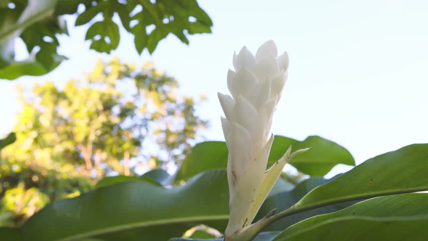 Alpinia Blanc, Fleur de Martinique - Close Up Shot