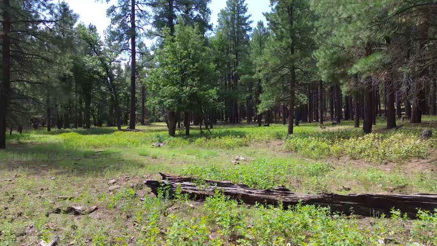 Aerial Views in Coconino National Forest Landscapes near Flagstaff Arizona, America, USA.