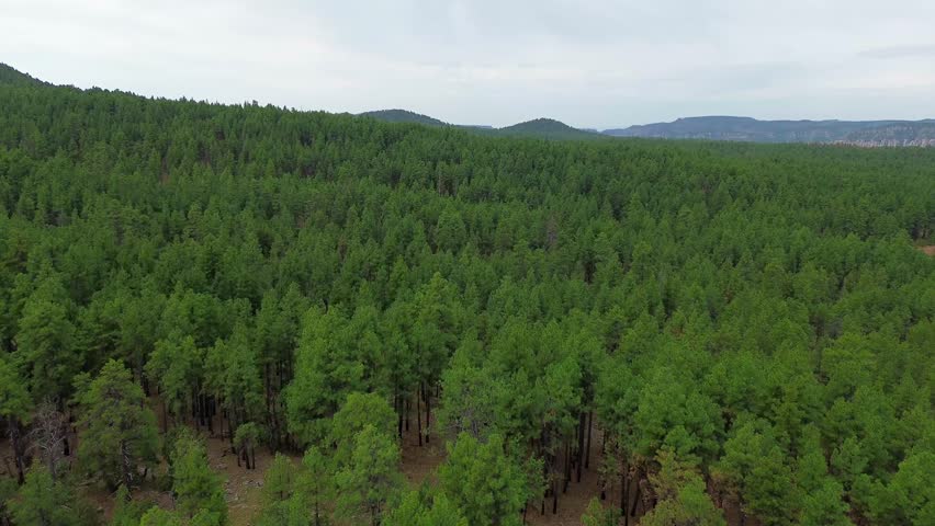Aerial Views in Coconino National Forest Landscapes near Flagstaff Arizona, America, USA.