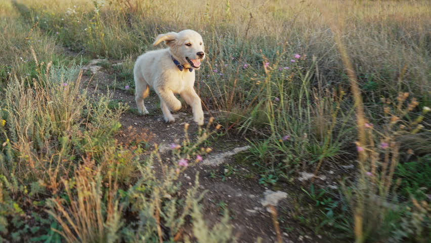 Sweet golden retriever puppy running on green grass.Happy doggy,playful activity