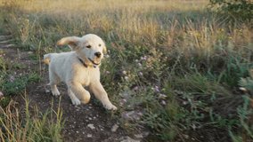 Sweet golden retriever puppy running on green grass.Happy doggy,playful activity - Powered by Shutterstock - Get 15% off with code: PIKWIZARD15
