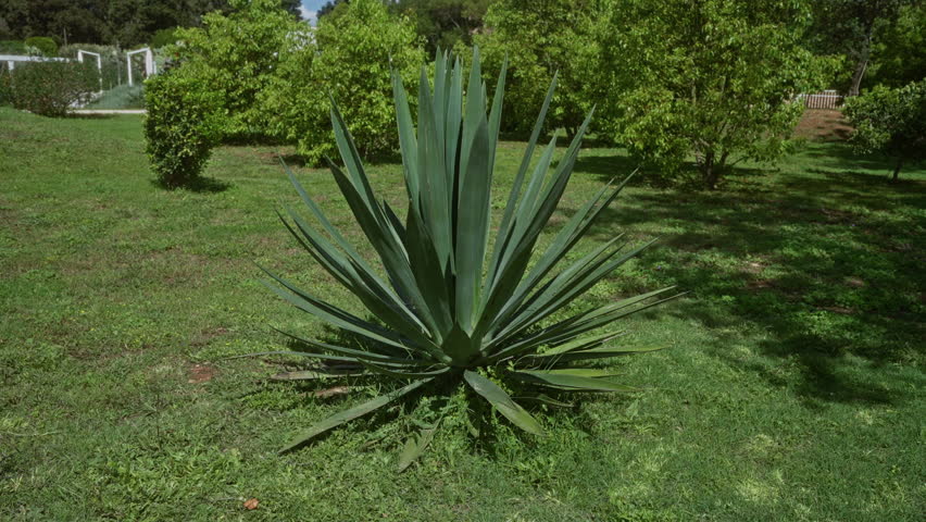 A vibrant green agave americana plant outdoors in a lush garden in puglia, italy, surrounded by verdant trees and grass under the bright sunlight.