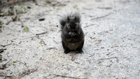 Black squirrel feeding on the park road