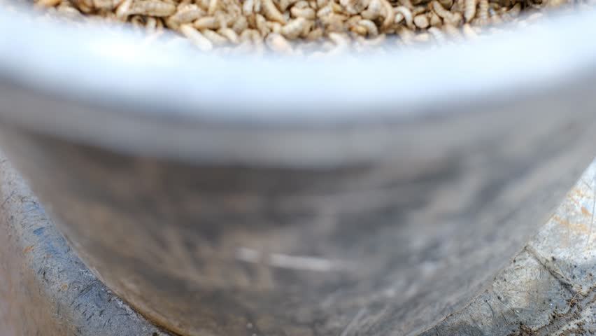 Video footage of Black soldier fly (BSF) larvae or maggots, Hermetia Illucens decomposing waste. Maggots are commonly used as animal feed because they contain high protein.