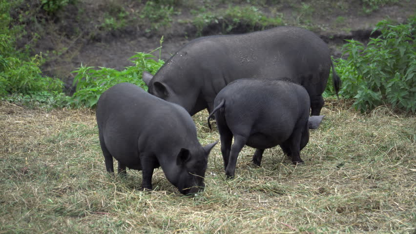 Footage of black vietnamese pot-bellied pigs on a farm outdoors. 4k real time video. Animal frarming concept