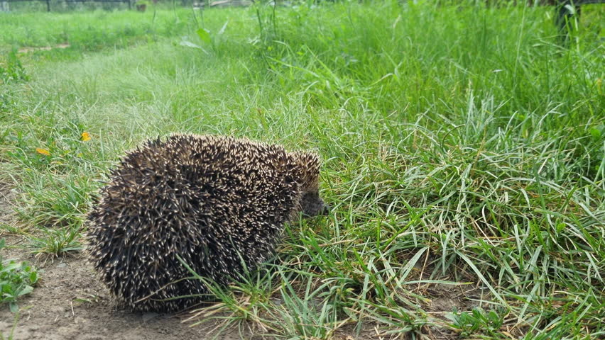 Little wild hedgehog in the grass in summer. Small hedgehog on ground in park.