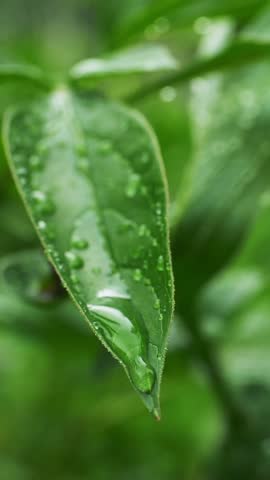 green leaves close up vertical video. drops of water on green leaves. environment, nature, climate change. beautiful nature vertical video background. food, vegetable growing, agriculture
