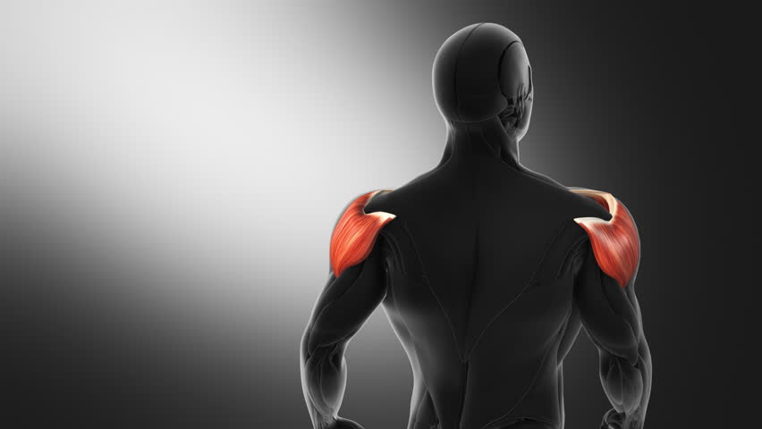 Anatomy of the Deltoid Muscle