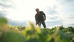 Man in plaid shirt hoeing soybean plants at sunset. Rural farmer using hoe in outdoor soybean field. Farmer working outdoor with hoe. Agricultural work in outdoor soybean field. Outdoor farming life. - Powered by Shutterstock - Get 15% off with code: PIKWIZARD15