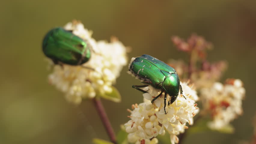 Slow motion of the beetle Cetonia aurata taking off from white hawthorn flower, macro shot. Closeup of insect beetle with green wings crawling on bloomig flower branch. Entomology biology concept