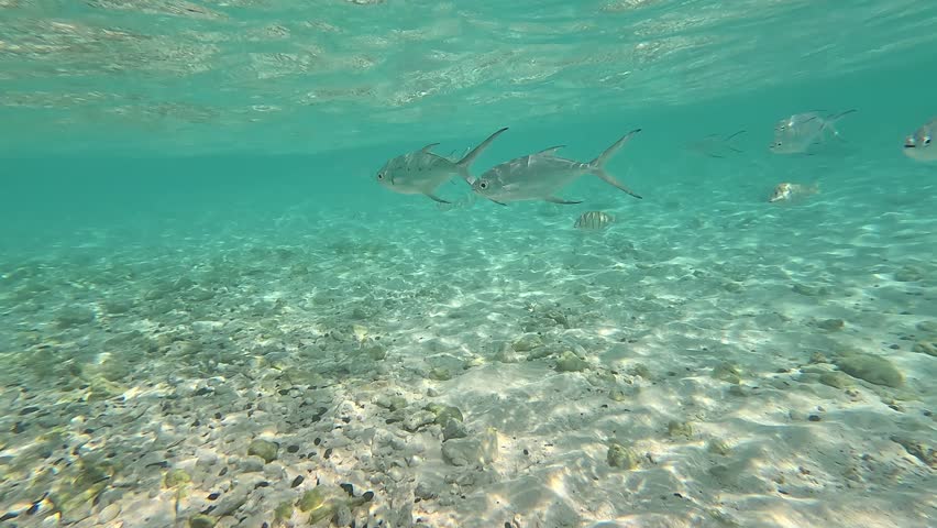 Close-up of Smallspotted dart fish (Trachinotus baillonii) swimming in shallow water. Video captures their detailed movements and interactions in clear, tranquil waters of the Maldives.