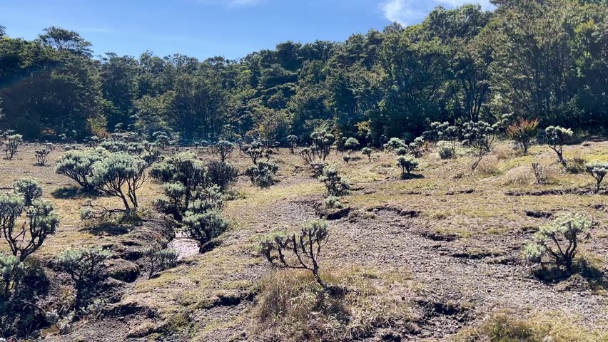 view of the Mandalawangi savanna at the top of Mount Pangrango, West Java, the surrounding area is filled with cork trees and edelweiss