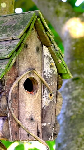 Bird, blue tit (Cyanistes caeruleus), pecking food from bird house