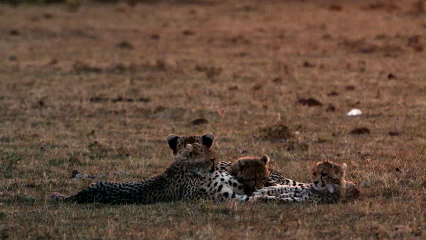 Cheetah puppies are resting in the meadow and looking around and playing with each other 4K Slow motion

