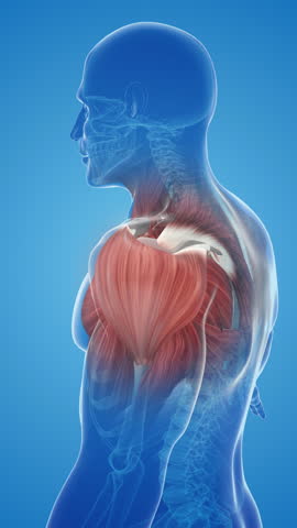 Pain and damage in the shoulder muscles