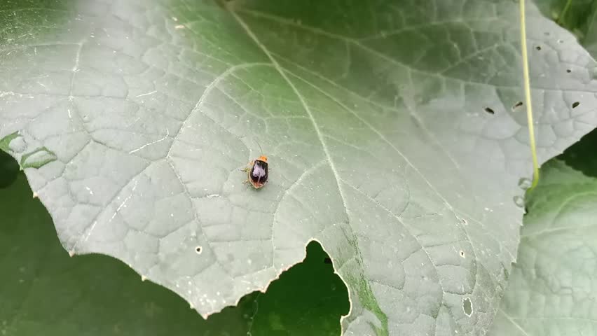 Aulacophora femoralis on leaf striped flea beetle or eggplant flea beetle on leaf in the garden 
