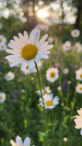 Chamomile on a summer meadow nature panoramic landscape. Sunlight field of daisies flowers close up. Blooming white flower in the grass background vertical. Illuminated by the evening sun Spring vibes