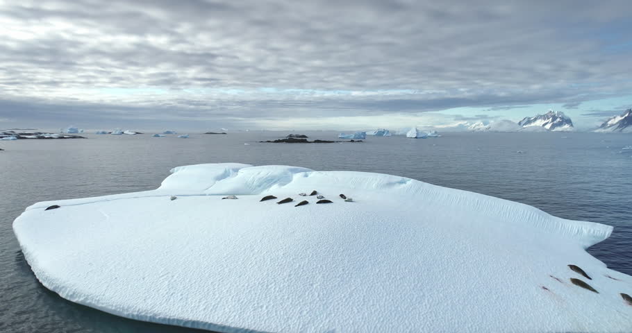 Wild animals in Antarctica. Seals sleeping on ice floe, aerial drone shot. Leopard seal colony lying on floating iceberg in polar ocean. Explore South Pole wildlife. Beauty of wild untouched nature.