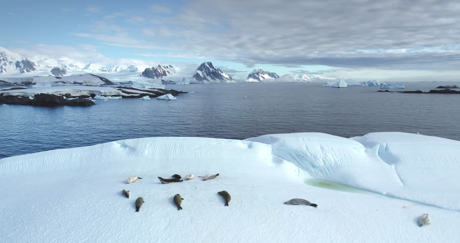 Seals sleeping on ice floe in Antarctica, aerial drone shot. Animals lying on floating iceberg in polar ocean. Explore South Pole wildlife. Beauty of wild untouched nature. Antarctic winter landscape
