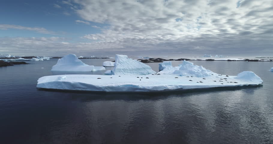 Seals colony sleep on ice floe iceberg in Antarctica, aerial drone shot. Animals lying on floating ice berg in polar ocean. Explore South Pole wildlife. Beauty wild untouched nature. Antarctic travel