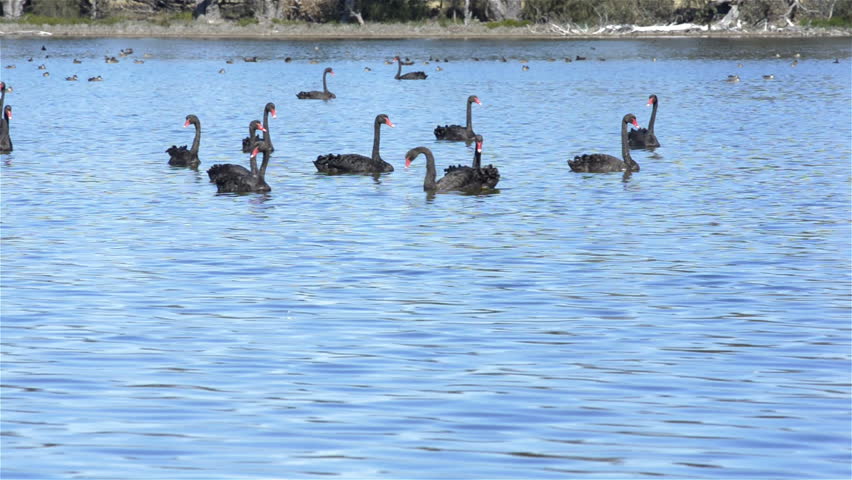 A large flock of wild black swans gathered on a lake in Western Australia.