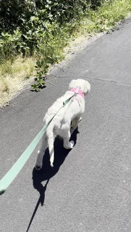retriever golden, pets, cute, happy puppy, retriever puppy walking on a leash, walk in the park, walk with a puppy