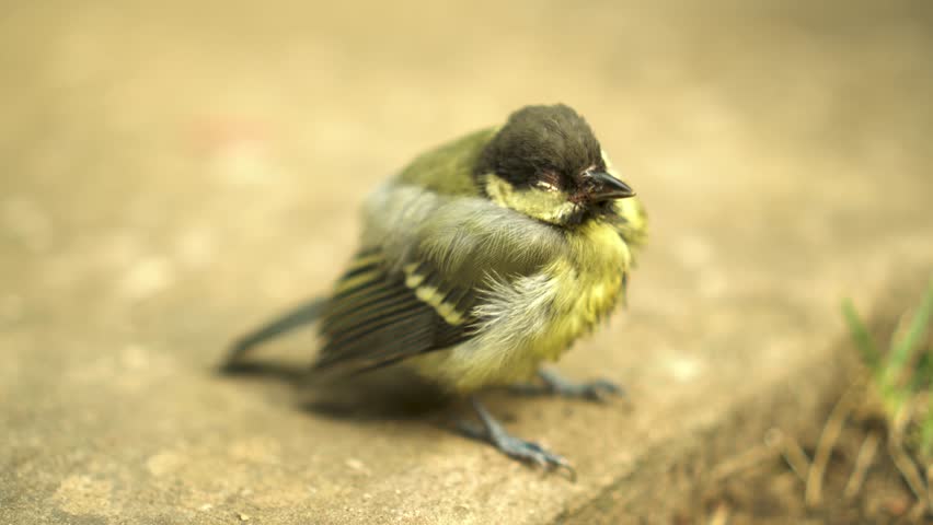 A beautiful yellow and green songbird sits sick on the concrete ground below.
