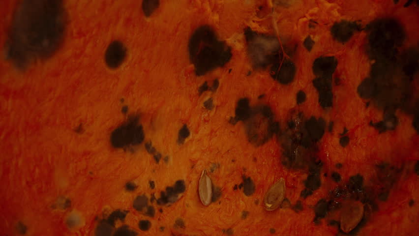 Last Year's Jack-O'-Lantern Covered in Mold and Wrinkled. Dolly Slider, Close-Up.