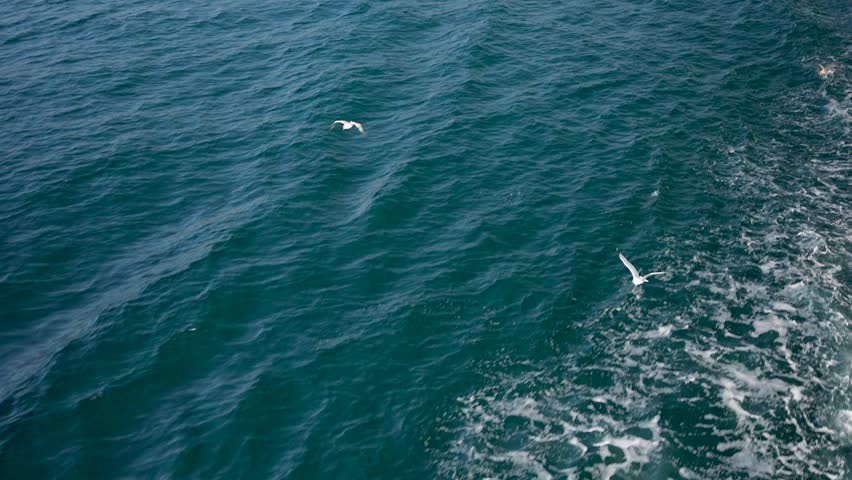 Slow motion of 2 white seagulls flying over the blue sea water surface near the side of the ship