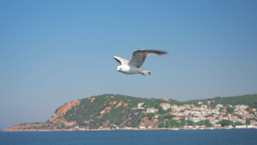 Slow motion close up of seagulls flying over the blue sea water with the hilly coast and clear sky in the background on sunny summer day. Istanbul, Princes Islands