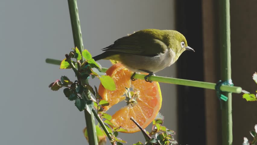 A wild bird, white-eye pecking at a mandarin orange