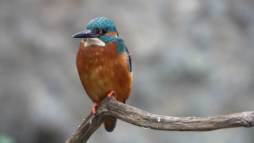 A kingfisher (Alcedo atthis) is perched on a branch, standing out against a blurred background. The bird