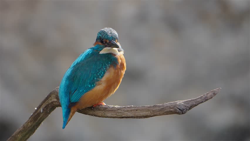 A Kingfisher (Alcedo atthis) perches on a branch in its natural habitat. The bird occasionally preens its with a blurred background highlighting its sharp and detailed appearance.