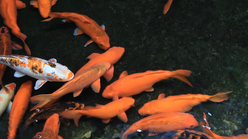 swimming with koi