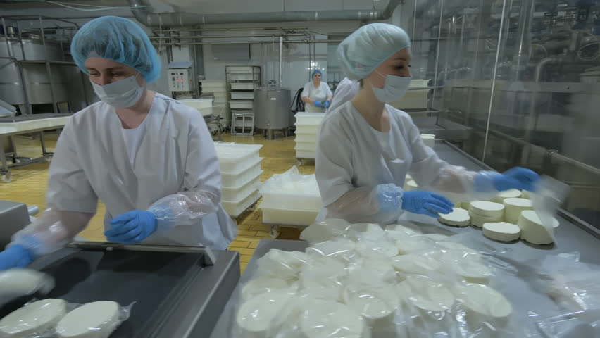 Workers Packaging Cut Whey Cheese Pieces At Production Workshop. Female Factory Worker Cuts Whey Cheese On Production Line. White Whey Cheese Production Manually Handled By Workers