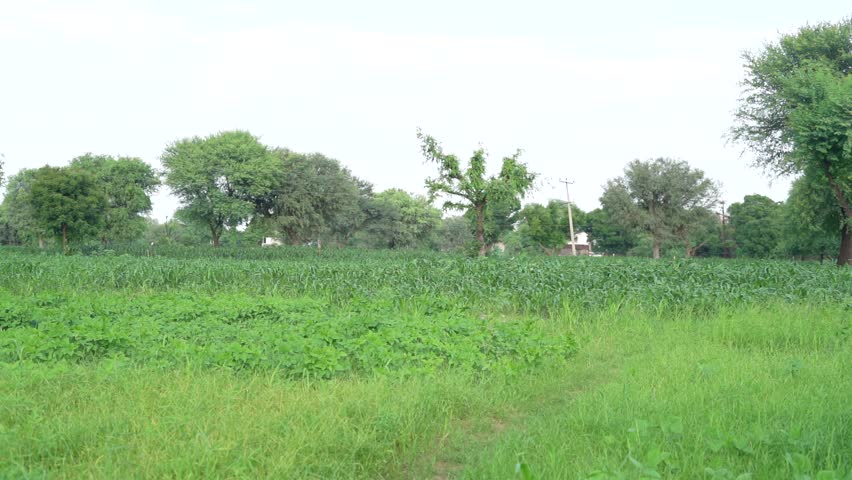 Indian village kids wearing national flag logo design printed t shirt and holding, waving or running with Tricolour with greenery in the background, celebrating Independence or Republic day
