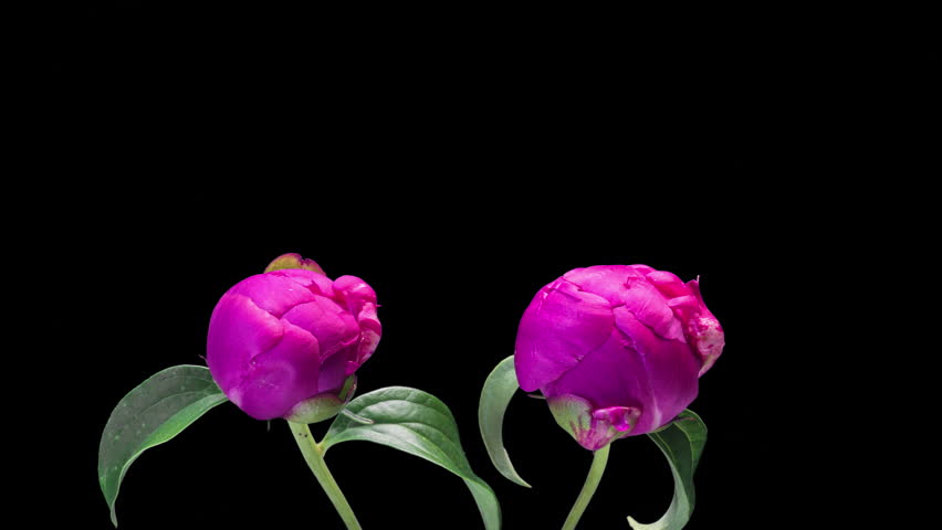 Time Lapse of Pink Peonies Blooming: Close-Up on Black Background