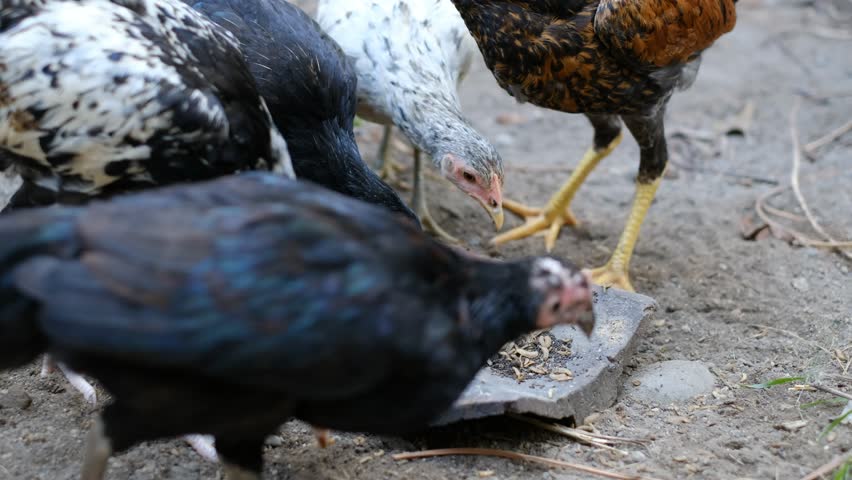 Chickens are being fed black soldier fly (BSF) larvae or maggots as a source of protein. Hermetia Illucens are larvae of flies that can decompose organic waste.