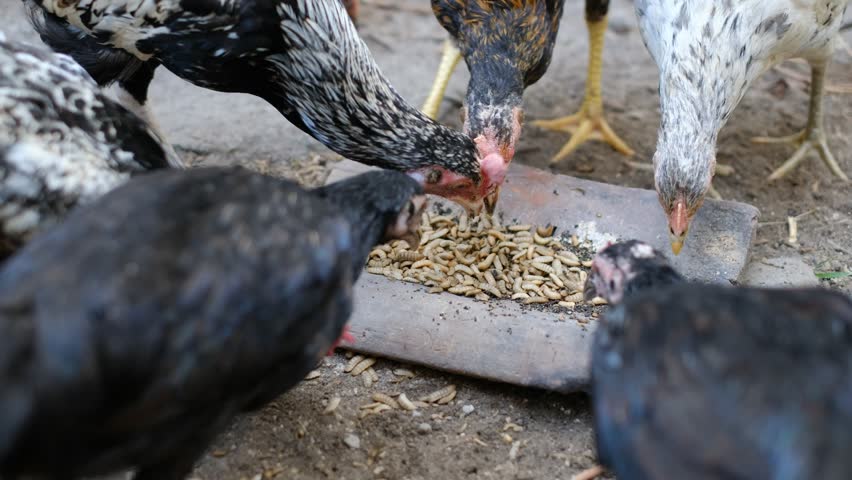 Chickens are being fed black soldier fly (BSF) larvae or maggots as a source of protein. Hermetia Illucens are larvae of flies that can decompose organic waste.