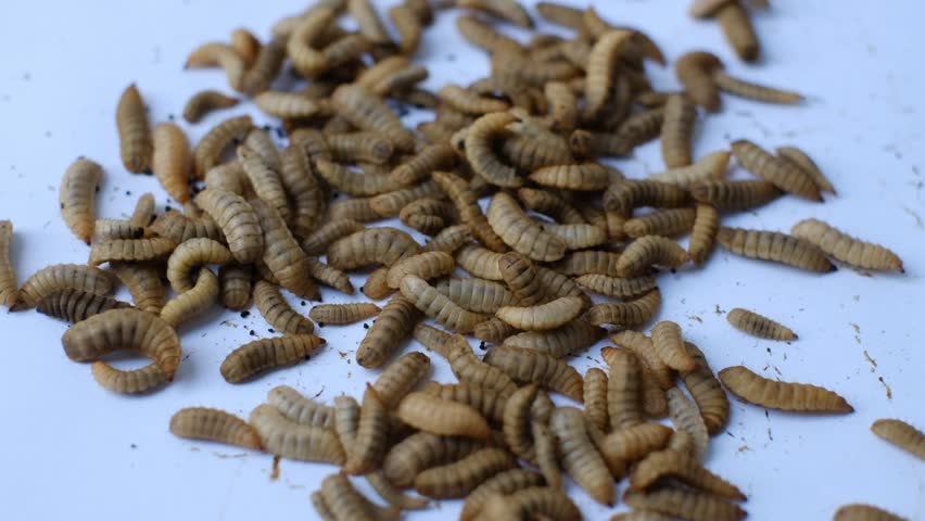 Close up of Black soldier fly (BSF) larvae or maggot, Hermetia Illucens insect farms for fish and poultry feed