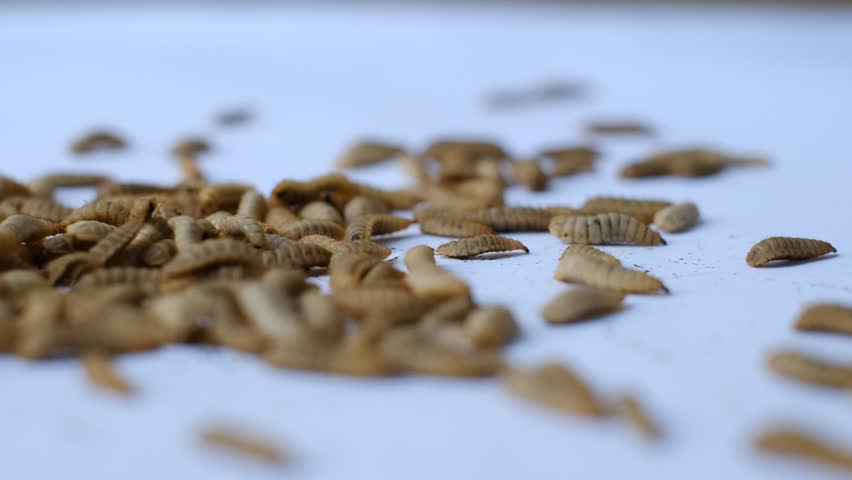 Close up of Black soldier fly (BSF) larvae or maggot, Hermetia Illucens insect farms for fish and poultry feed