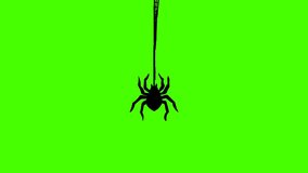 Animation of Black Spider on green screen  - Powered by Shutterstock - Get 15% off with code: PIKWIZARD15
