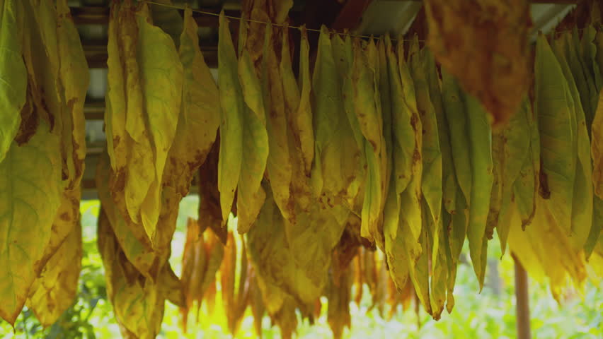 Harvest of tobacco leaves drying under a canopy in a warehouse. Close-up of tobacco leaves.