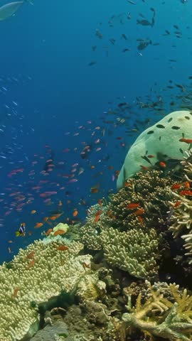 A colorful reef with a variety of fish swimming around. The fish are in different colors and sizes, and they are scattered throughout the reef. The scene is lively and vibrant