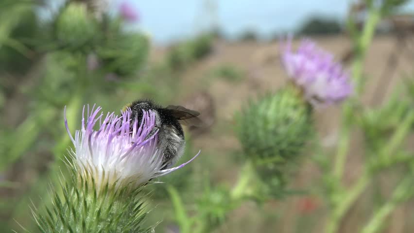 White-Tailed Bumble Bee (Bombus lucorum) covered in pollen pollinating and drinking from the flower of a thistle before flying away. August, Kent, UK [Slow motion x10]	