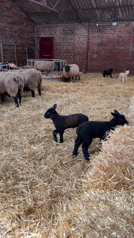 Vertical video. Sheep and black and white lambs inside of farm building on hay bedding, panning.