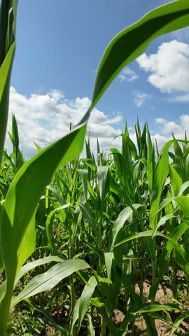 Lush Cornfield Under Blue Sky. Vibrant green corn leaves up-close with a sunny blue sky background. Lithuania agriculture scene in summer time.