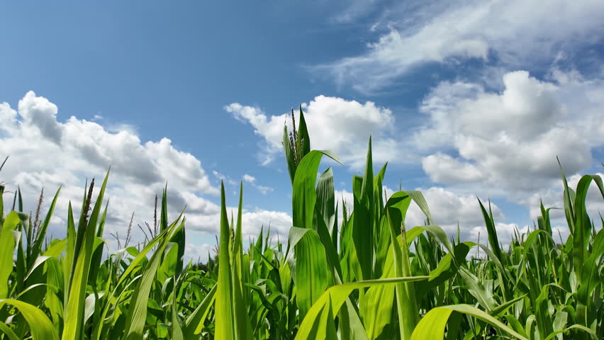 Lush Cornfield Under Blue Sky. Vibrant green corn leaves up-close with a sunny blue sky background. Lithuania agriculture scene in summer time.