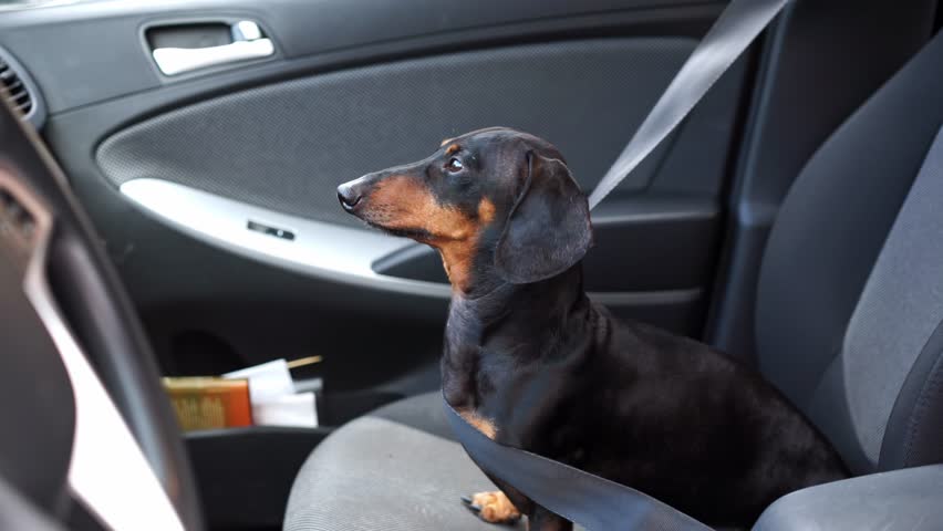 Dog dachshund locked in car, tied to seat with seat belt on hot day, anxiously looks around, confusedly opens mouth from thirst, heat in car interior Socialization of pet, training for transportation
